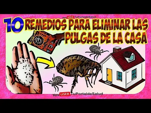 ¿Qué cosa mata las pulgas?