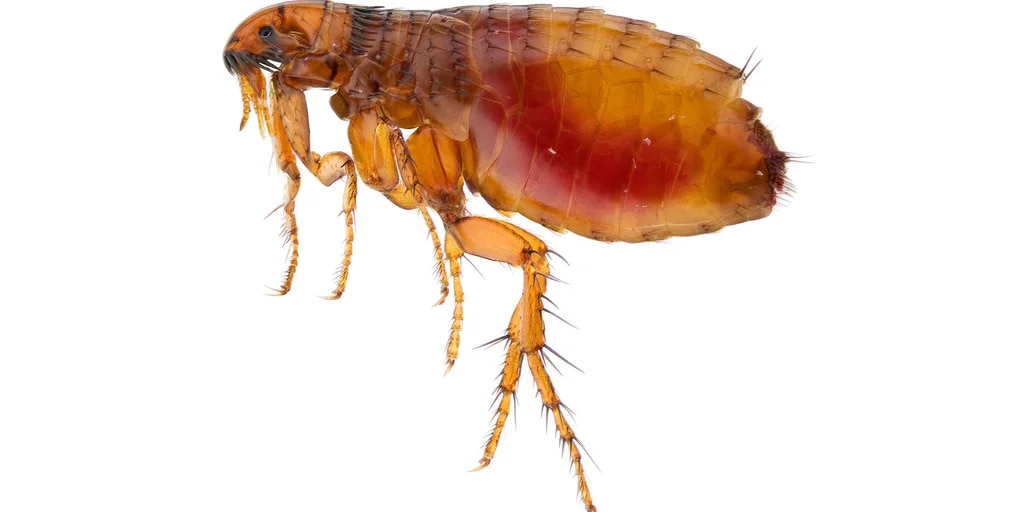¿Cuál es el beneficio de las pulgas?