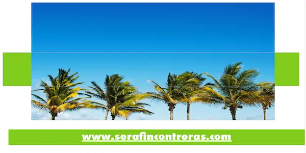 ¿Qué significa las palmeras en Todos Santos?